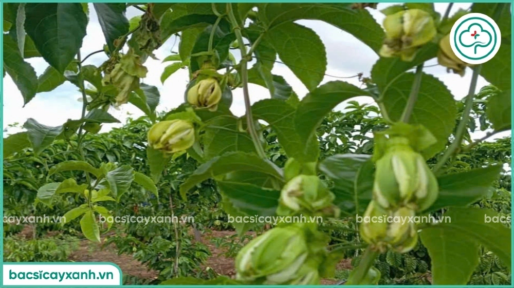 chanh dây bị héo rụng bông